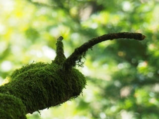 Herta Kirchberger BaumMoosSchnecke