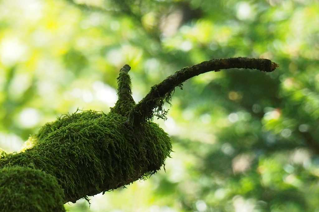 Herta Kirchberger BaumMoosSchnecke Herta Kirchberger BaumMoosSchnecke