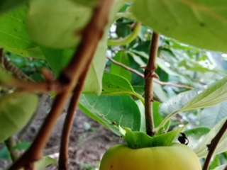 Nicht nur Apfel Früchte in der Baumschule Junger.