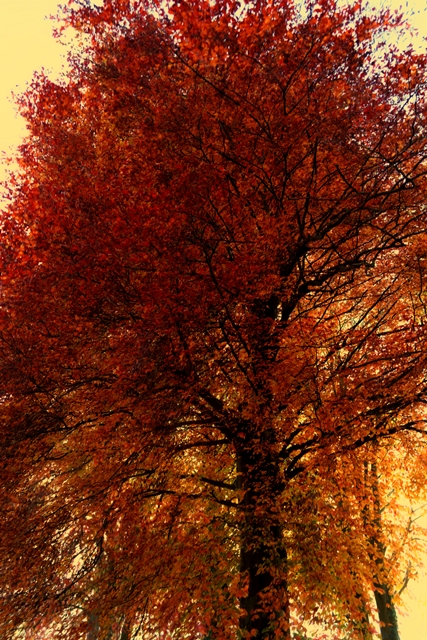 Franz G Wimmer Franz G Wimmer