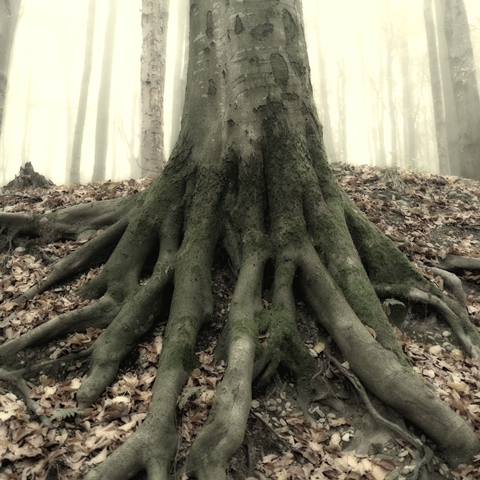 Franz G Wimmer Franz G Wimmer