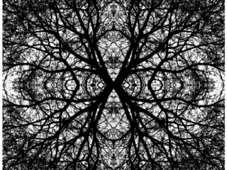 Murauer Franz_Baumkaleidoskop